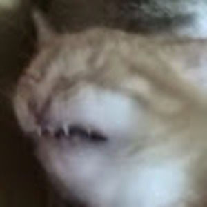 Meet your Posher, Leem